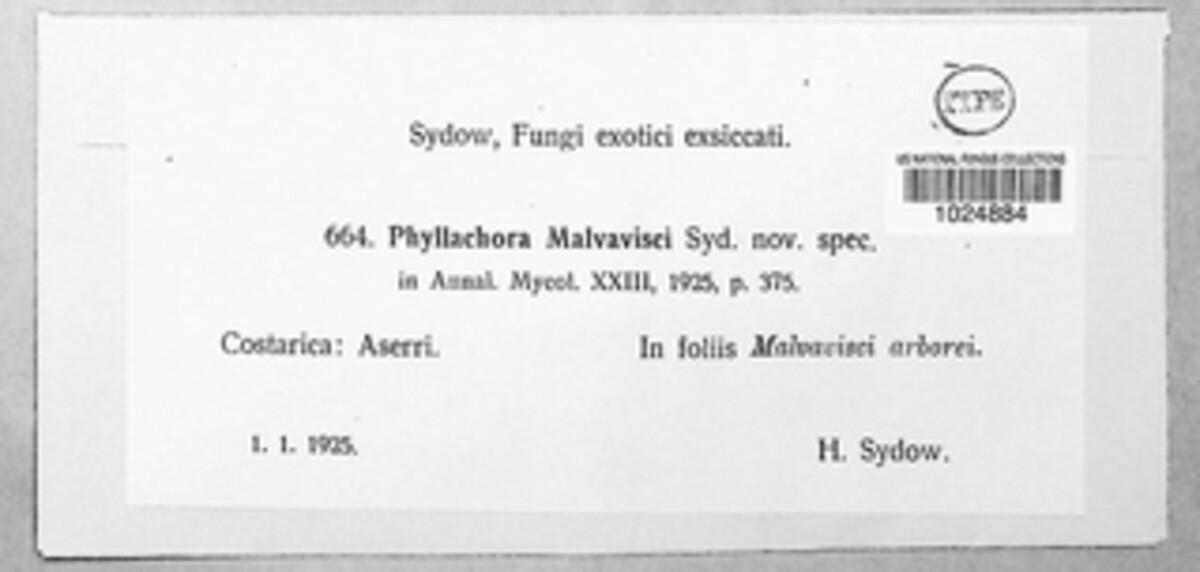 Phyllachora malvavisci image